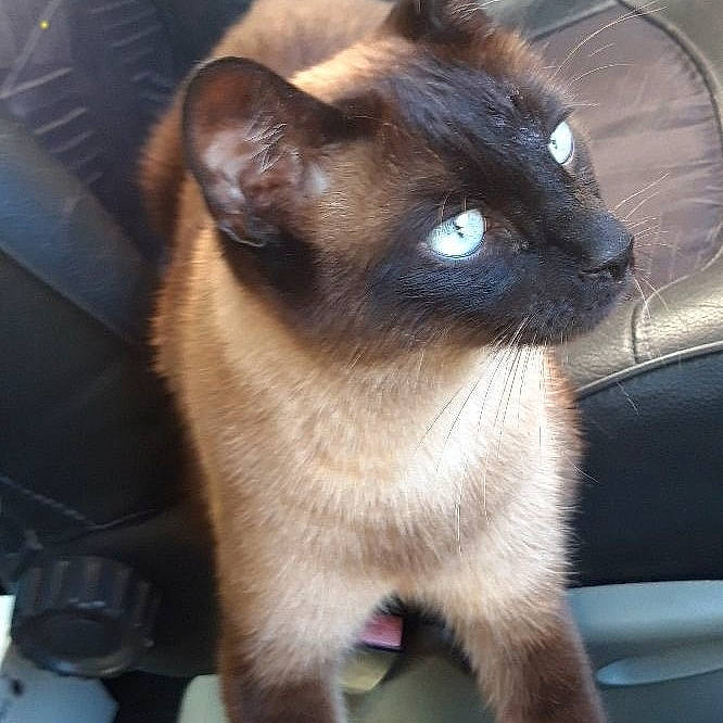 Filou a rejoint le concours — aidez-le/la à gagner de superbes lots ! asian, balinese, burmese, carnivore, cat, eye, fawn, felidae, german_rex, himalayan, javanese, mammal, siamese, small_to_medium_sized_cats, snout, thai, tonkinese, vertebrate, whiskers