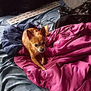 Gizzmo joined the competition — help win amazing prizes! animal, bed, blanket, blue_blanket, cozy, curious, cute, dog, domestic, ears, fabric, fur, indoor, looking_at_camera, magenta_blanket, pet, resting, room, sleeping_area, small_dog