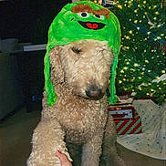 Boaz joined the competition — help win amazing prizes! dog, hat, green_hat, paw, handshake, christmas_tree, holiday, lights, gift_box, indoor, curly_fur, pet, cute, festive, decorations, floor, person_hand, christmas, seasonal, animal