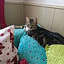 cat, tabby_cat, blanket, cushion, pillow, furniture, indoor, relaxed, resting, cozy, colored_blanket, patterned_blanket, soft_texture, wall, red_curtain, green_throw, comfort, pet, feline, home
