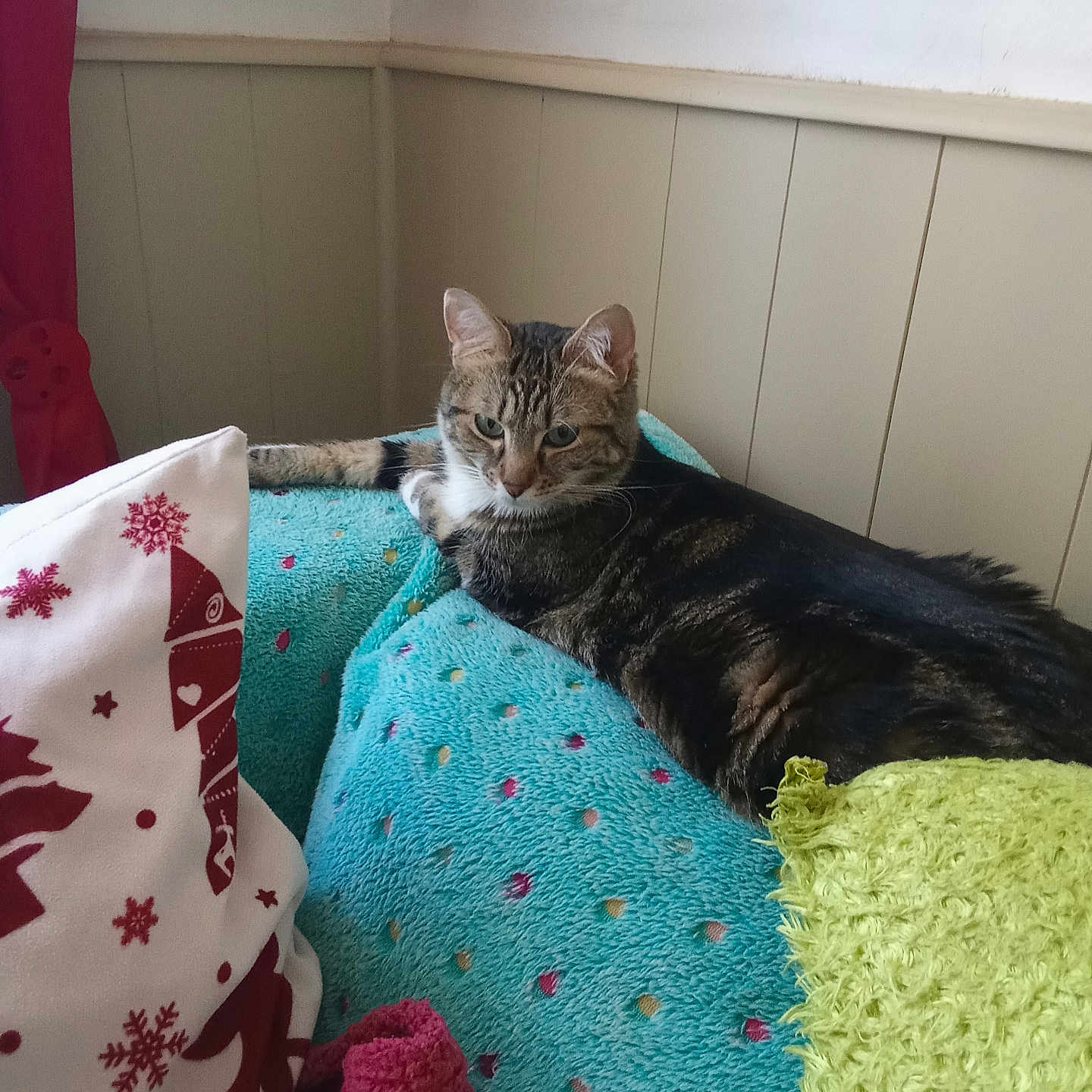 Sky a rejoint le concours — aidez-le/la à gagner de superbes lots ! blanket, cat, colored_blanket, comfort, cozy, cushion, feline, furniture, green_throw, home, indoor, patterned_blanket, pet, pillow, red_curtain, relaxed, resting, soft_texture, tabby_cat, wall