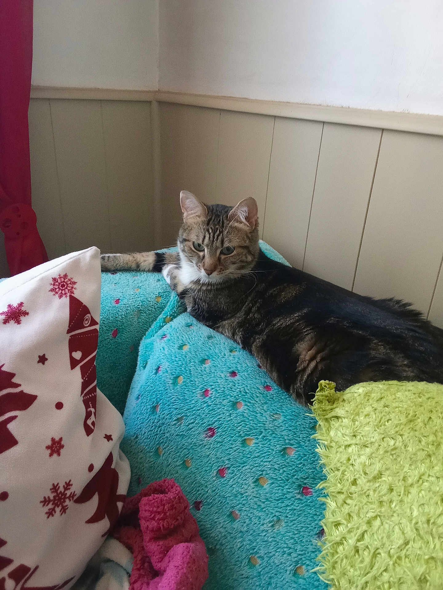 Sky a rejoint le concours — aidez-le/la à gagner de superbes lots ! cat, tabby_cat, blanket, cushion, pillow, furniture, indoor, relaxed, resting, cozy, colored_blanket, patterned_blanket, soft_texture, wall, red_curtain, green_throw, comfort, pet, feline, home