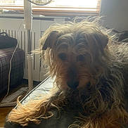 Betty joined the competition — help win amazing prizes! animal, black, blinds, brown, casual, couch, dog, domestic_animal, fan, fur, furniture, household, indoor, living_room, long_hair, pet, relaxing, resting, scruffy, window