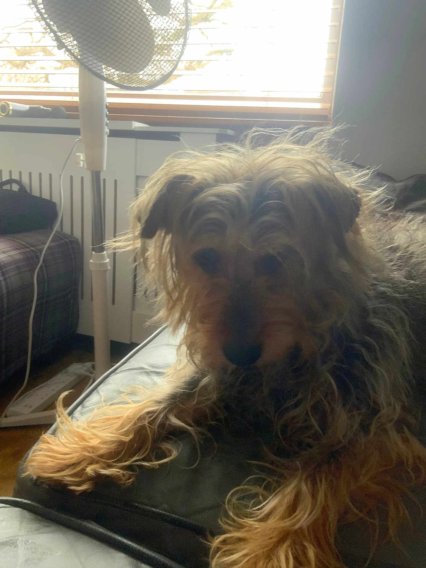 Betty joined the competition — help win amazing prizes! animal, black, blinds, brown, casual, couch, dog, domestic_animal, fan, fur, furniture, household, indoor, living_room, long_hair, pet, relaxing, resting, scruffy, window