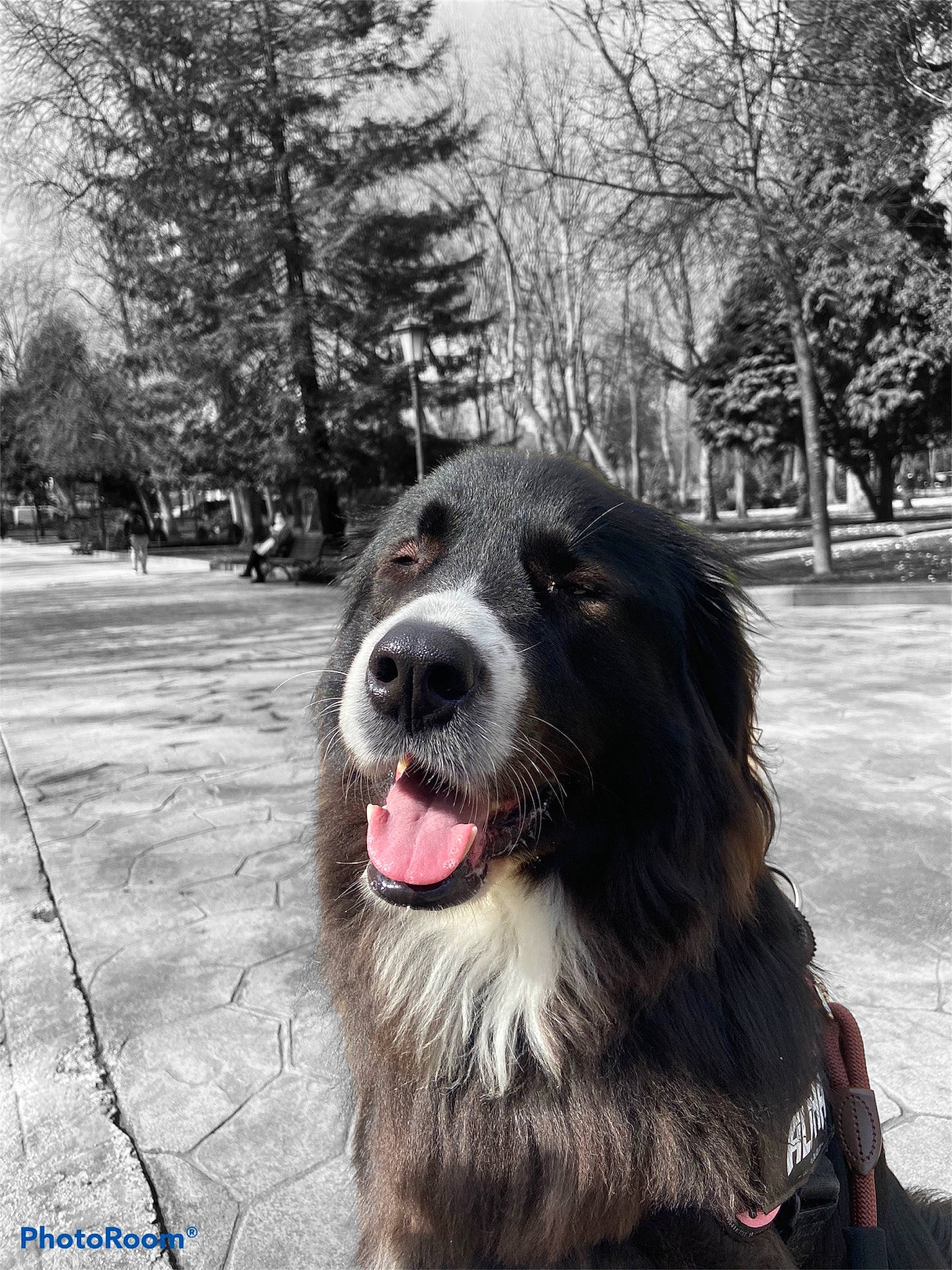 Alpha a rejoint le concours — aidez-le/la à gagner de superbes lots ! canidae, carnivore, companion_dog, dog, dog_breed, fang, fur, happy, jaw, monochrome, monochrome_photography, natural_material, plant, sky, snout, sporting_group, tree, whiskers, working_animal, working_dog