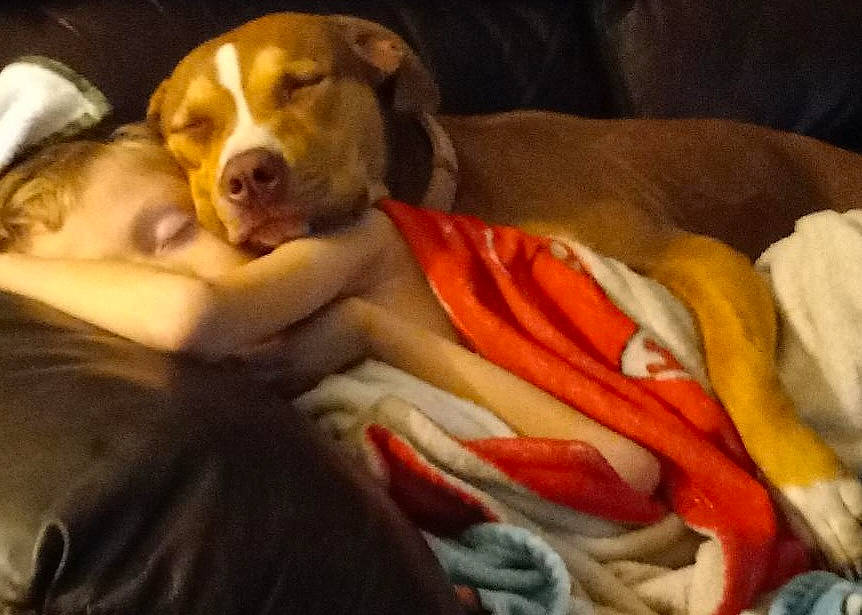 Karen is registered to the contest to win money with this photo: carnivore, comfort, companion_dog, dog, dog_breed, dog_supply, fawn, fur, gun_dog, liver, sporting_group, terrestrial_animal, working_animal