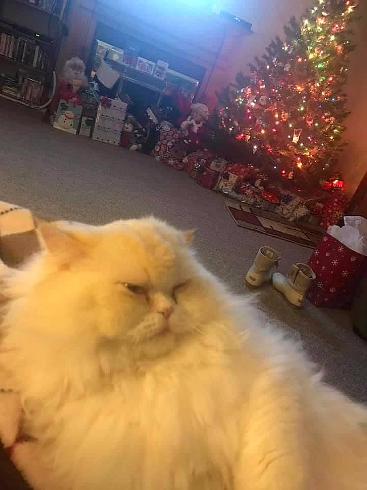 Archie joined the competition — help win amazing prizes! asian_semi_longhair, carnivore, cat, domestic_long_haired_cat, fawn, felidae, fur, himalayan, persian, sky, small_to_medium_sized_cats, whiskers