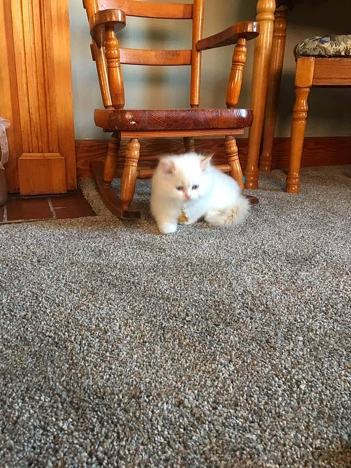 Archie joined the competition — help win amazing prizes! canidae, carnivore, carpet, cat, fawn, felidae, floor, flooring, hardwood, kitten, persian, ragdoll, room, small_to_medium_sized_cats, turkish_angora, turkish_van