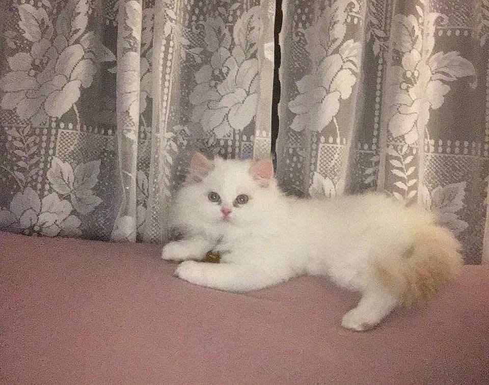 Archie is registered to the contest to win money with this photo: american_curl, asian, british_longhair, british_semi_longhair, carnivore, cat, domestic_long_haired_cat, felidae, kitten, mammal, napoleon_cat, norwegian_forest_cat, persian, ragdoll, small_to_medium_sized_cats, tail, turkish_angora, turkish_van, vertebrate, whiskers