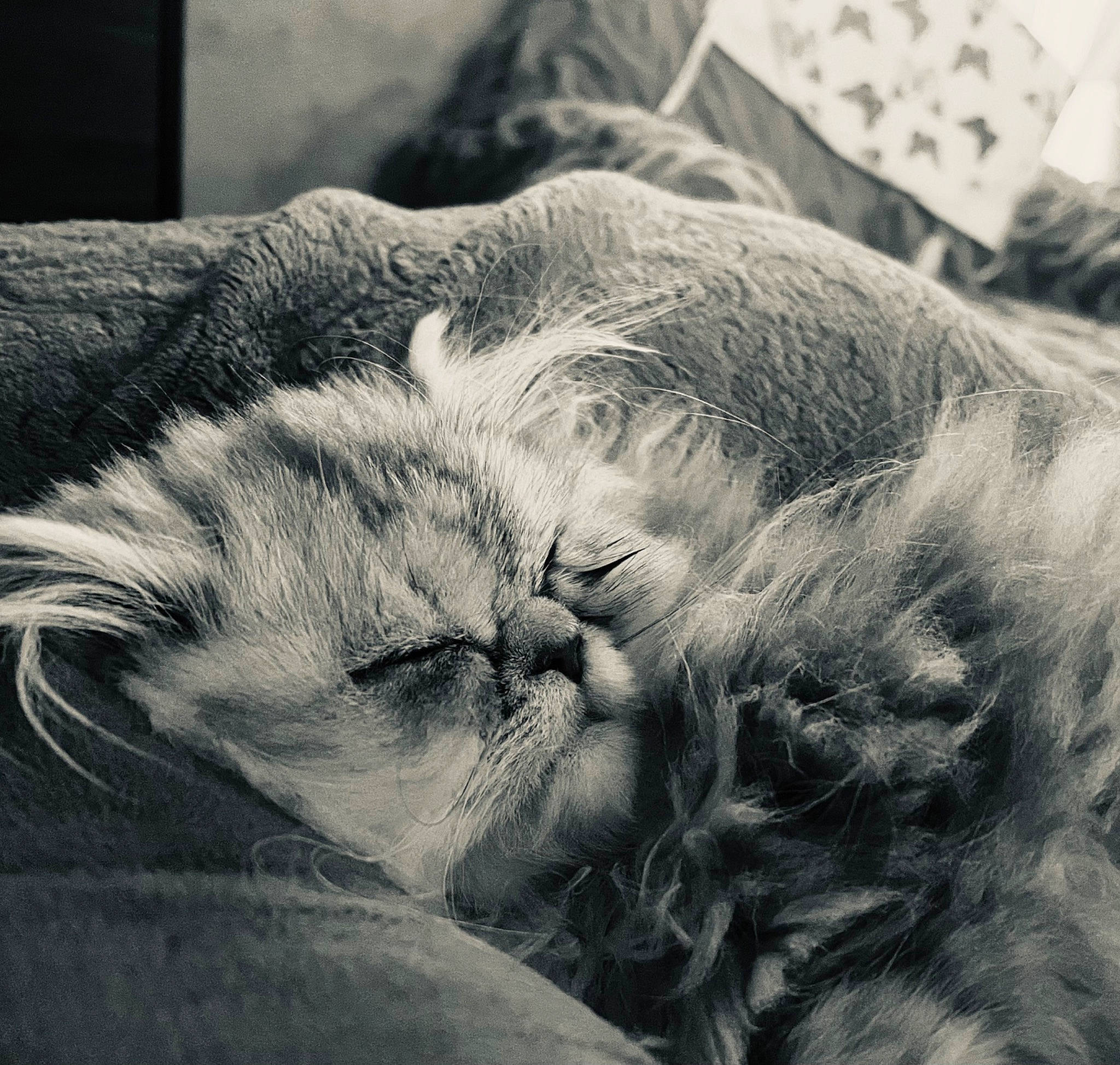 Upsy participe au concours pour gagner de l'argent avec cette photo : carnivore, cat, claw, cloud, comfort, domestic_short_haired_cat, felidae, fur, gesture, grass, grey, monochrome, monochrome_photography, paw, sky, small_to_medium_sized_cats, snout, style, tail, whiskers