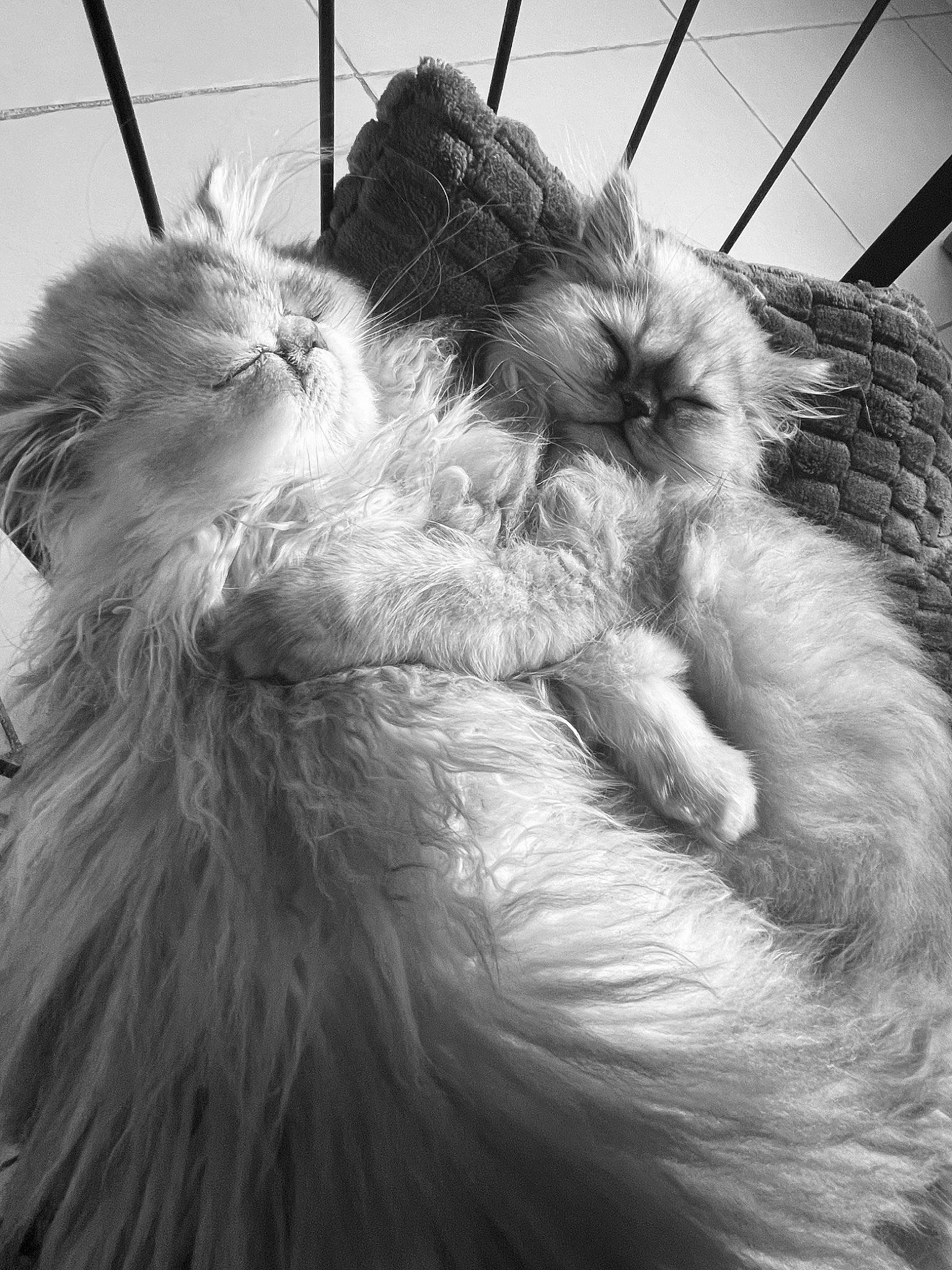 Upsy a rejoint le concours — aidez-le/la à gagner de superbes lots ! canidae, carnivore, claw, companion_dog, dog_breed, feather, felidae, fur, monochrome, monochrome_photography, paw, small_terrier, small_to_medium_sized_cats, snout, sporting_group, style, tail, terrier, toy_dog, whiskers