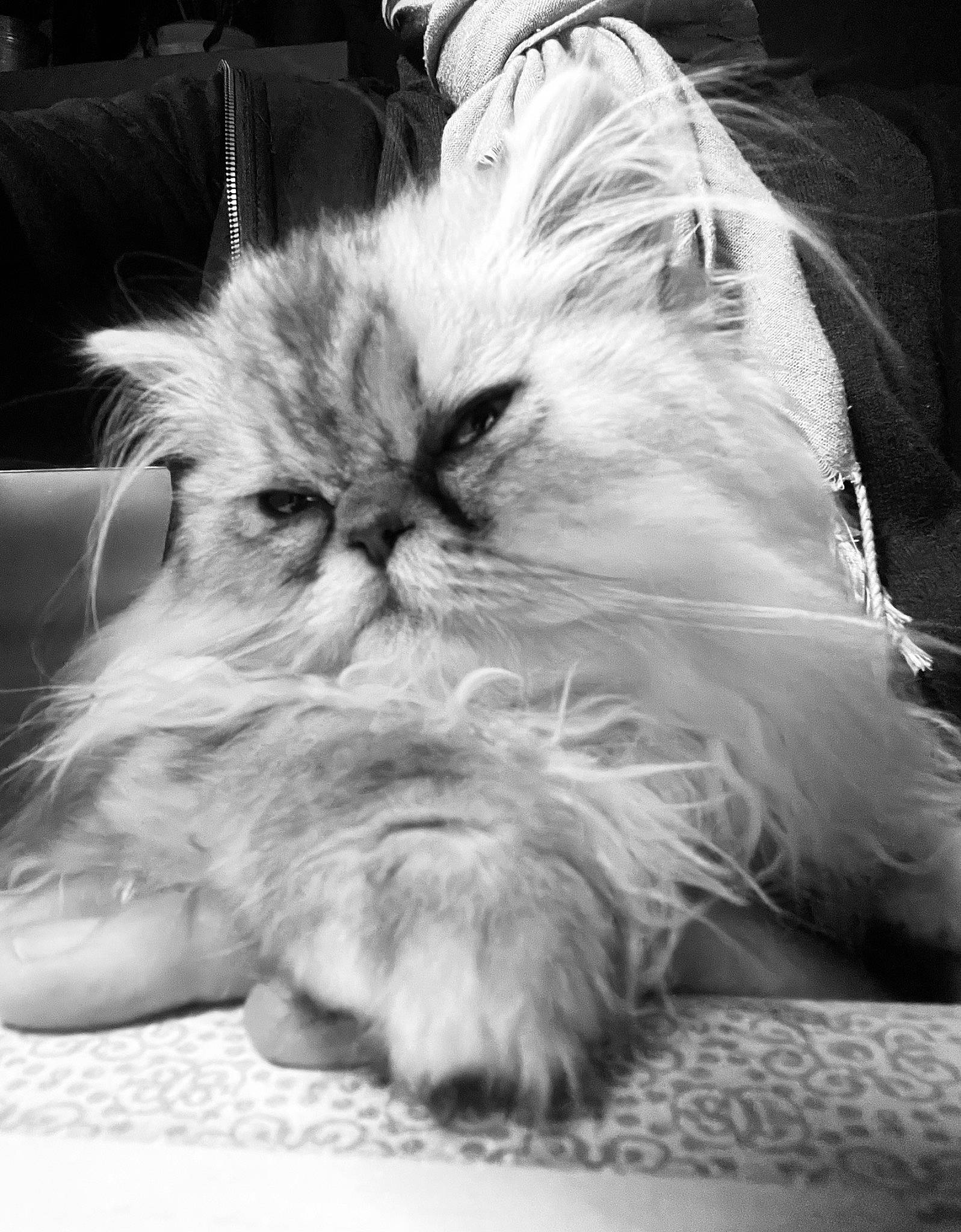 Upsy a rejoint le concours — aidez-le/la à gagner de superbes lots ! black, black_and_white, carnivore, cat, comfort, companion_dog, eye, felidae, fur, grey, head, iris, monochrome, monochrome_photography, paw, persian, small_to_medium_sized_cats, snout, style, whiskers