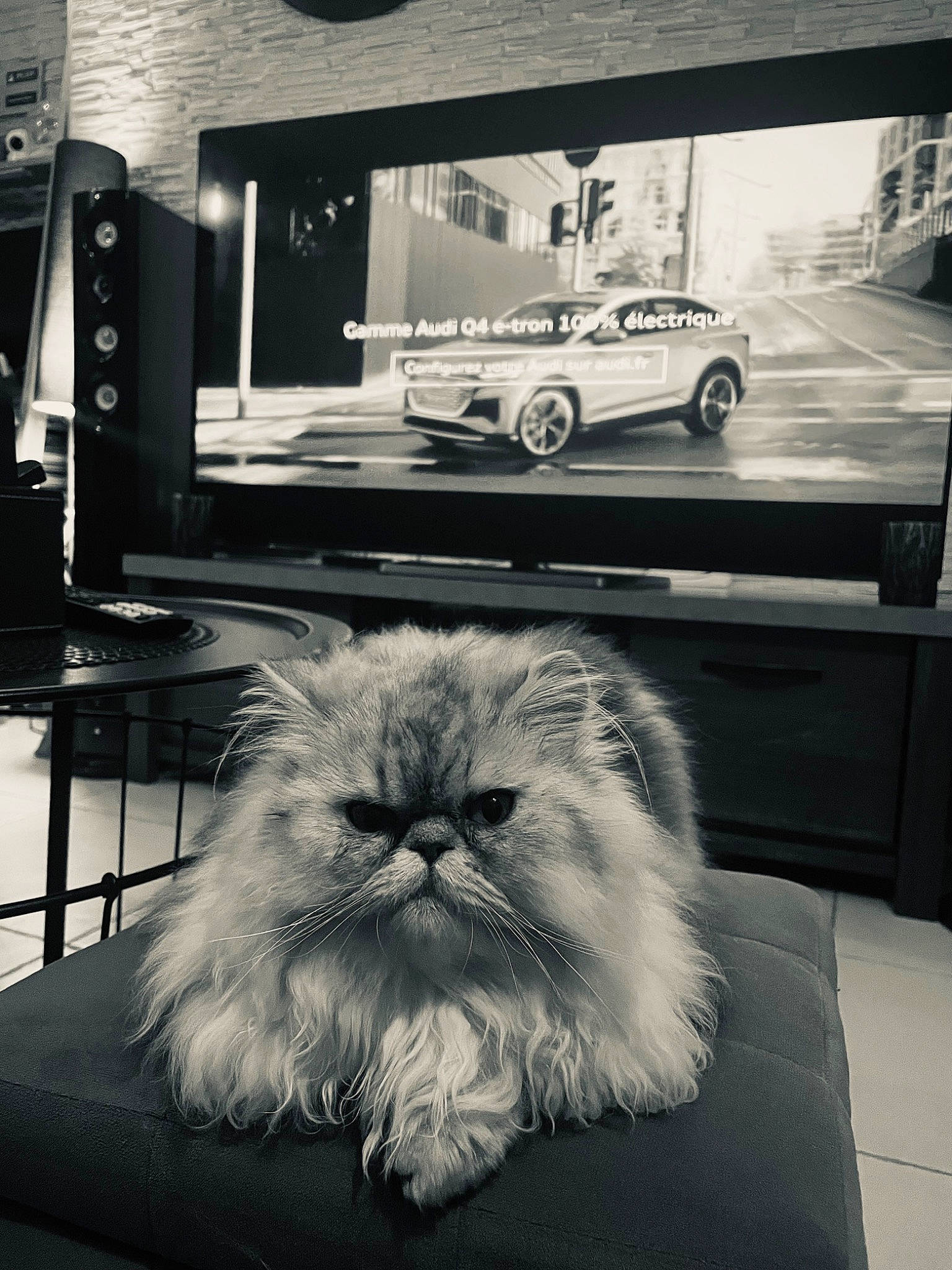 Upsy participe au concours pour gagner de l'argent avec cette photo : automotive_design, black, black_and_white, car, carnivore, cat, companion_dog, felidae, flooring, grey, motor_vehicle, photograph, small_to_medium_sized_cats, snapshot, style, television_set, tire, wheel, whiskers, white