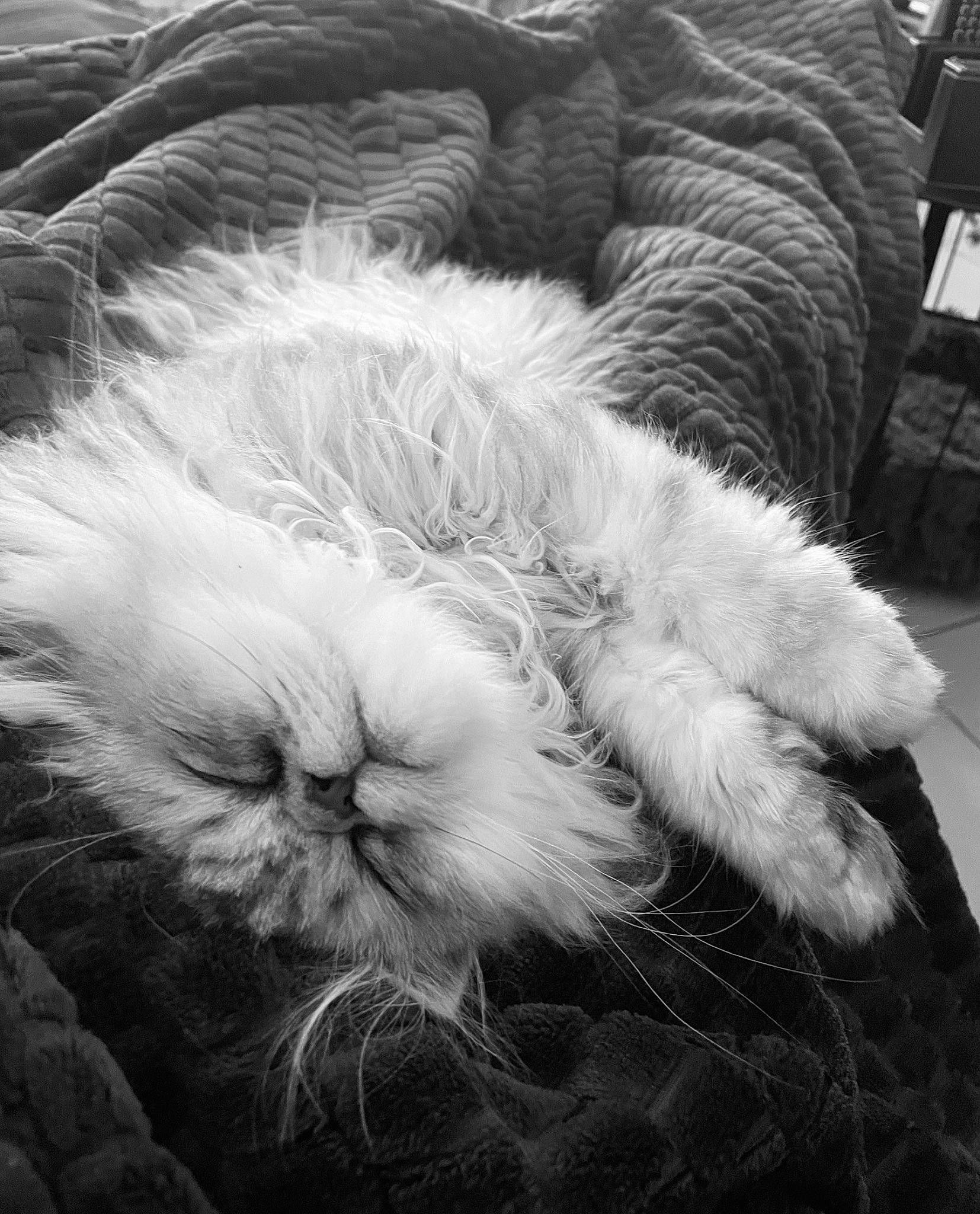 Upsy participe au concours pour gagner de l'argent avec cette photo : black_and_white, carnivore, cat, comfort, feather, felidae, fur, grass, grey, monochrome, monochrome_photography, paw, small_to_medium_sized_cats, snout, still_life_photography, style, tail, terrestrial_animal, whiskers, wool