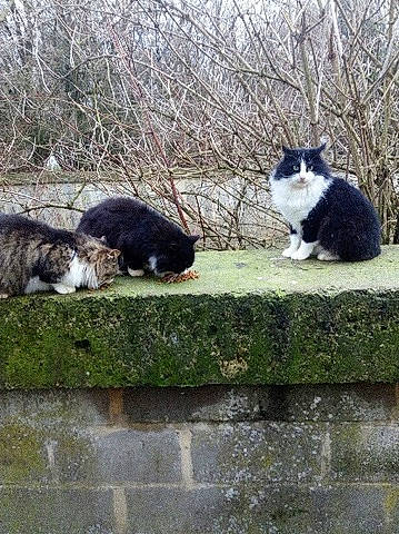 Zoé a rejoint le concours — aidez-le/la à gagner de superbes lots ! carnivore, cat, domestic_short_haired_cat, european_shorthair, felidae, grass, plant, small_to_medium_sized_cats, tail, tree, whiskers