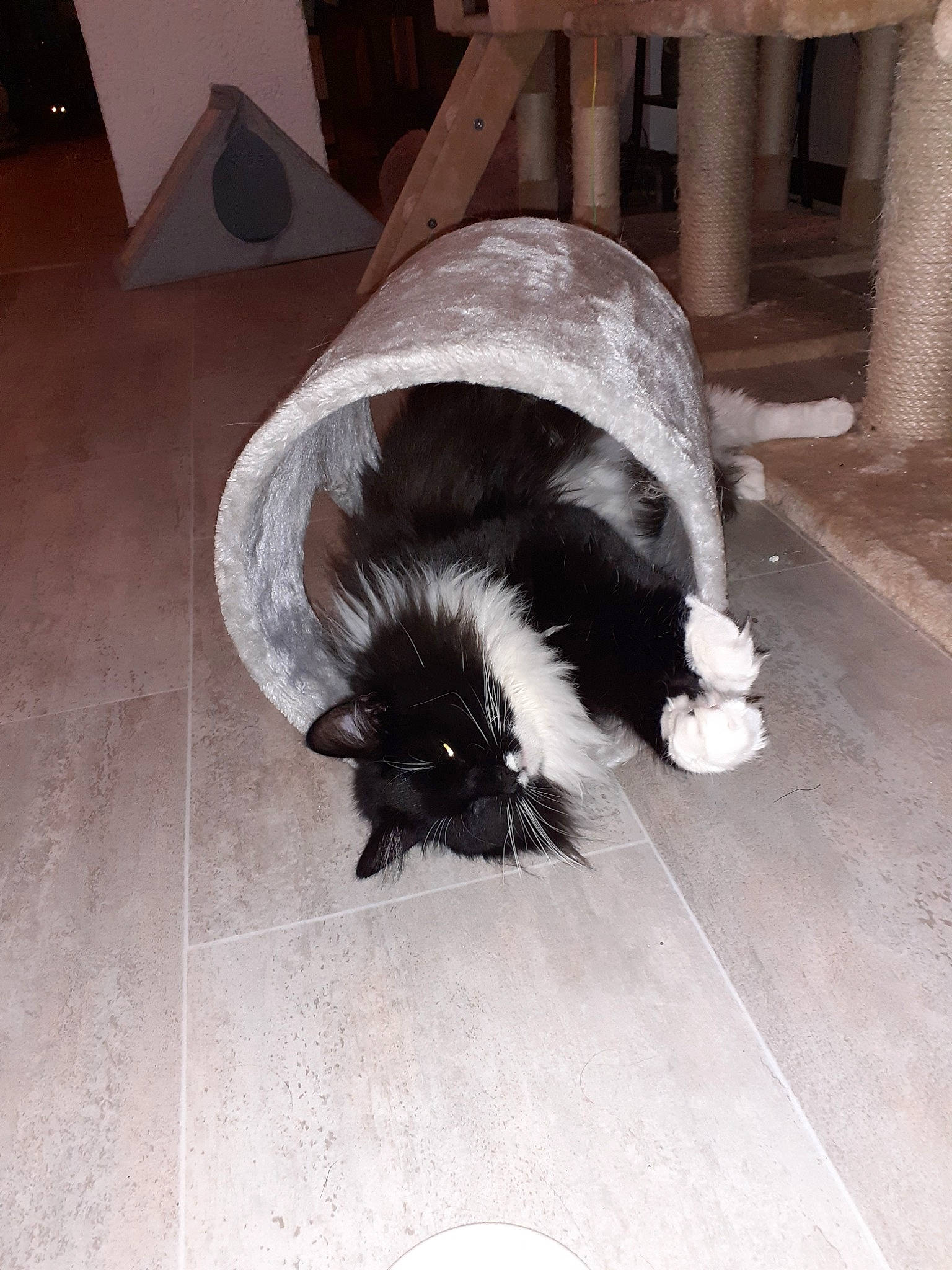 Zoé participe au concours pour gagner de l'argent avec cette photo : canidae, carnivore, cat, dog_breed, fawn, felidae, small_to_medium_sized_cats, sporting_group, tail, whiskers