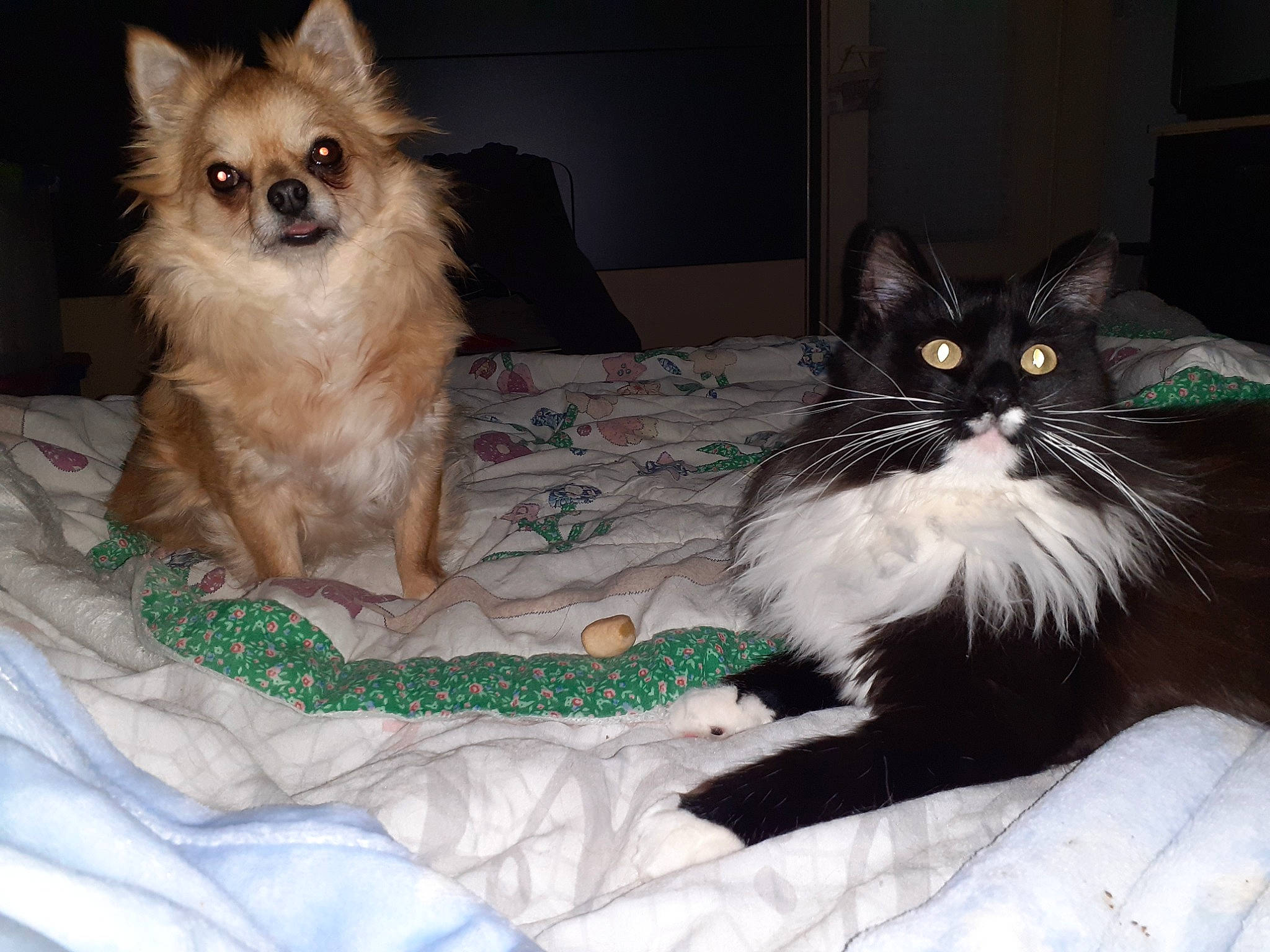 Zoé a rejoint le concours — aidez-le/la à gagner de superbes lots ! asian_semi_longhair, canidae, carnivore, cat, dog, dog_breed, domestic_long_haired_cat, fawn, felidae, fur, kitten, mammal, napoleon_cat, norwegian_forest_cat, ragamuffin, ragdoll, small_to_medium_sized_cats, snout, vertebrate, whiskers