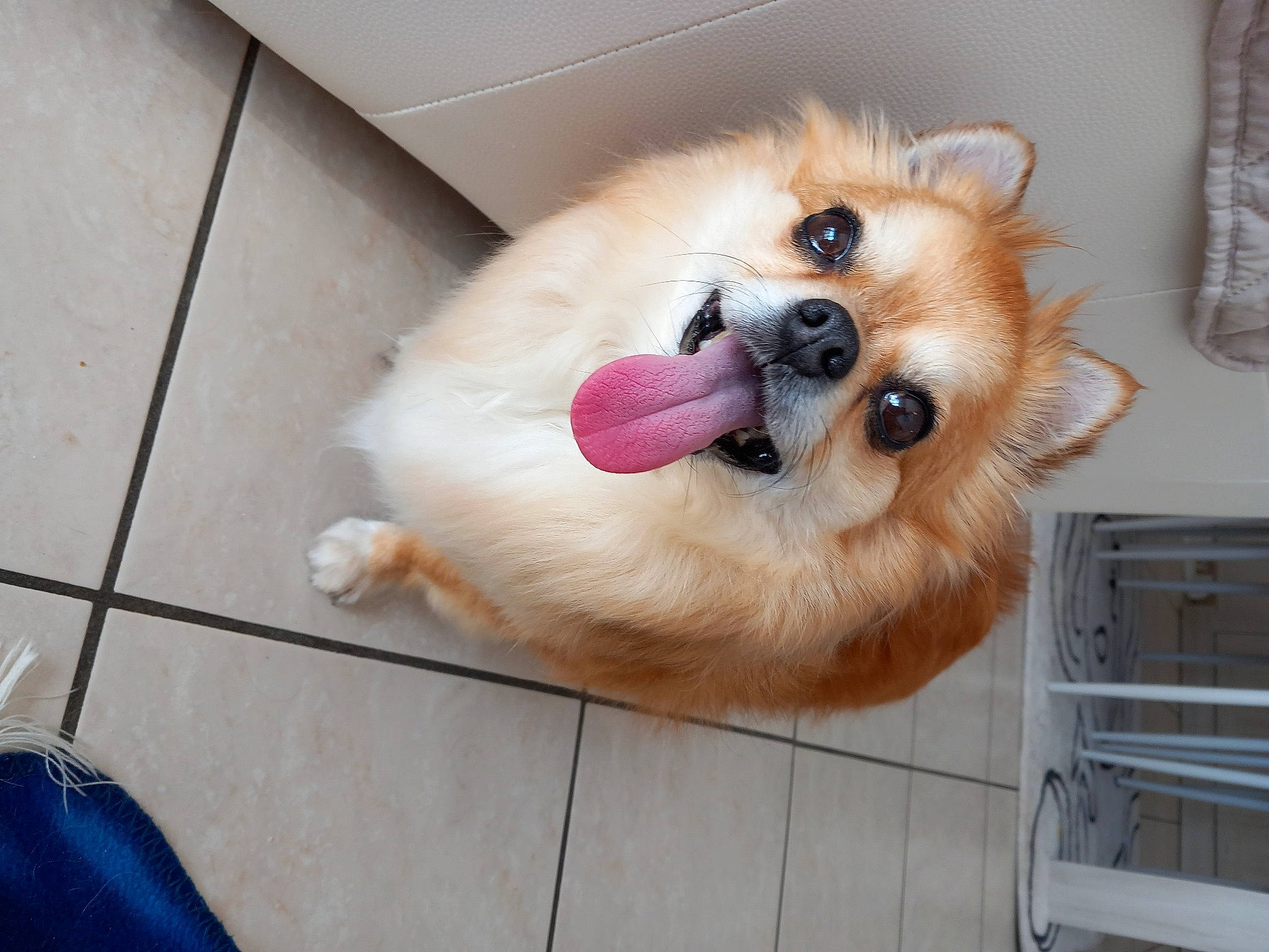 Ruby a rejoint le concours — aidez-le/la à gagner de superbes lots ! canidae, carnivore, companion_dog, dog, dog_breed, dog_supply, fawn, flooring, fur, german_spitz, german_spitz_klein, german_spitz_mittel, pet_supply, snout, spitz, sporting_group, toy_dog, volpino_italiano, whiskers, working_animal