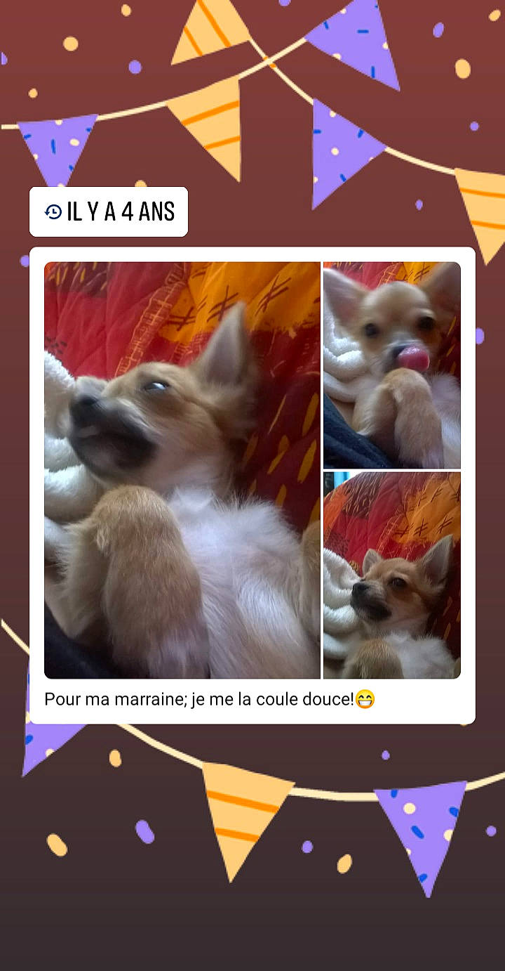 Ruby a rejoint le concours — aidez-le/la à gagner de superbes lots ! canidae, carnivore, chihuahua, companion_dog, dog, dog_breed, fawn, pembroke_welsh_corgi, photo_caption, puppy, welsh_corgi