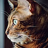cat, tabby, close_up, profile, green_eyes, whiskers, fur, pet, animal, indoor, portrait, looking_away, natural_light, focused, soft_background, domestic_cat, face, ears, cute, feline