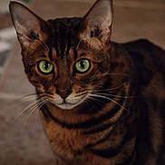Tate is registered to the contest to win money with this photo: cat, bengal_cat, green_eyes, close_up, pet, feline, indoor, animal, whiskers, fur_pattern, portrait, domestic_cat, curious, mammal, looking, face, ears, tabby, soft_light, background