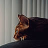 cat, side_profile, resting, indoor, window, vertical_blinds, natural_light, focused, feline, pet, animal, close_up, calm, contemplative, dark_background, soft_light, whiskers, ears, fur, paws