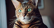 Tate joined the competition — help win amazing prizes! cat, close_up, green_eyes, whiskers, fur, portrait, animal, pet, indoor, domestic_cat, striped, ears, face, mammal, feline, looking_away, soft_light, focused, background_blur, calm