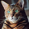 cat, close_up, green_eyes, whiskers, fur, portrait, animal, pet, indoor, domestic_cat, striped, ears, face, mammal, feline, looking_away, soft_light, focused, background_blur, calm