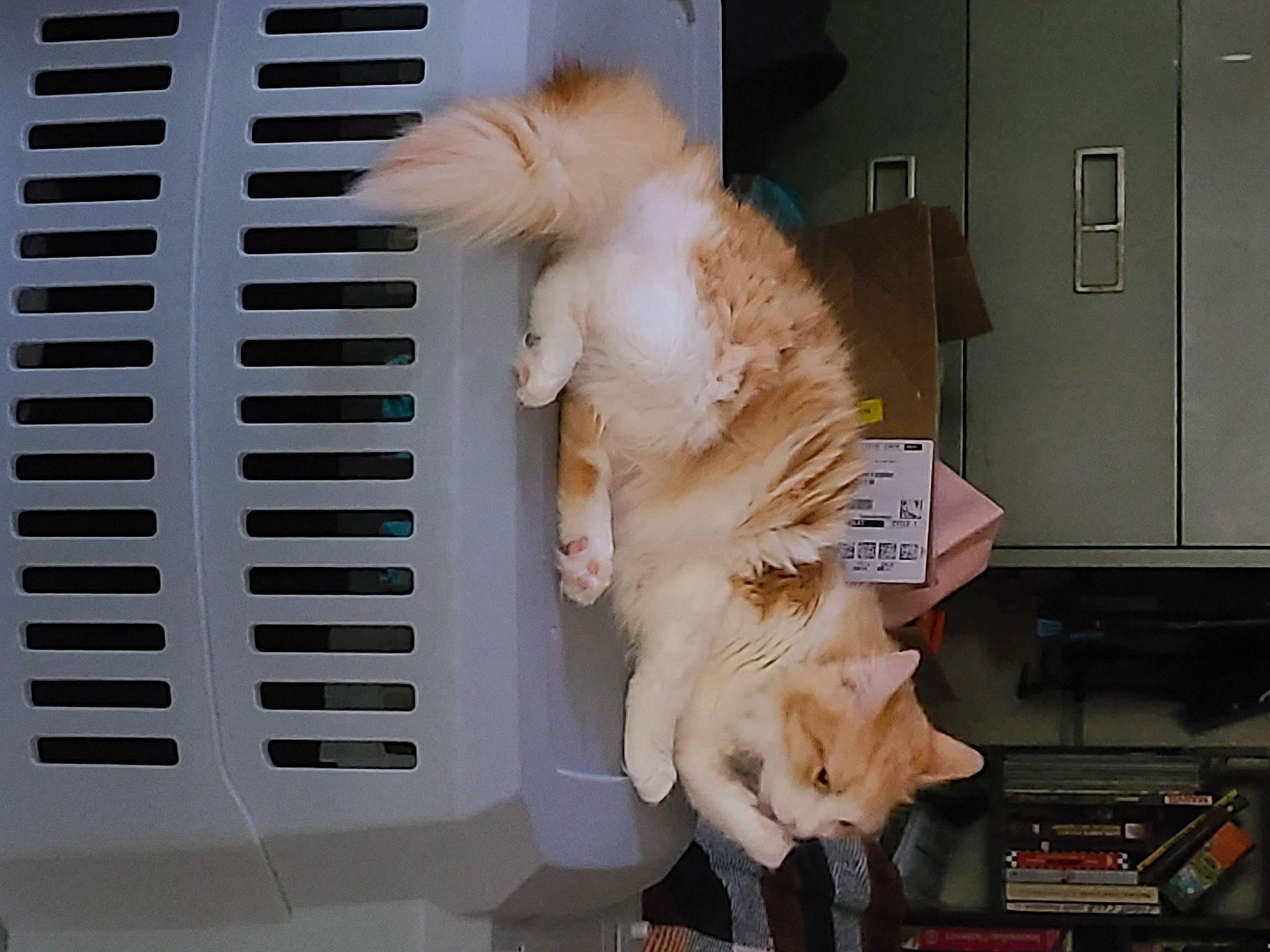 Hayley joined the competition — help win amazing prizes! canidae, carnivore, claw, companion_dog, desk, dog_breed, door, fawn, felidae, fur, paw, room, small_to_medium_sized_cats, snout, spitz, sporting_group, tail, toy, toy_dog, whiskers