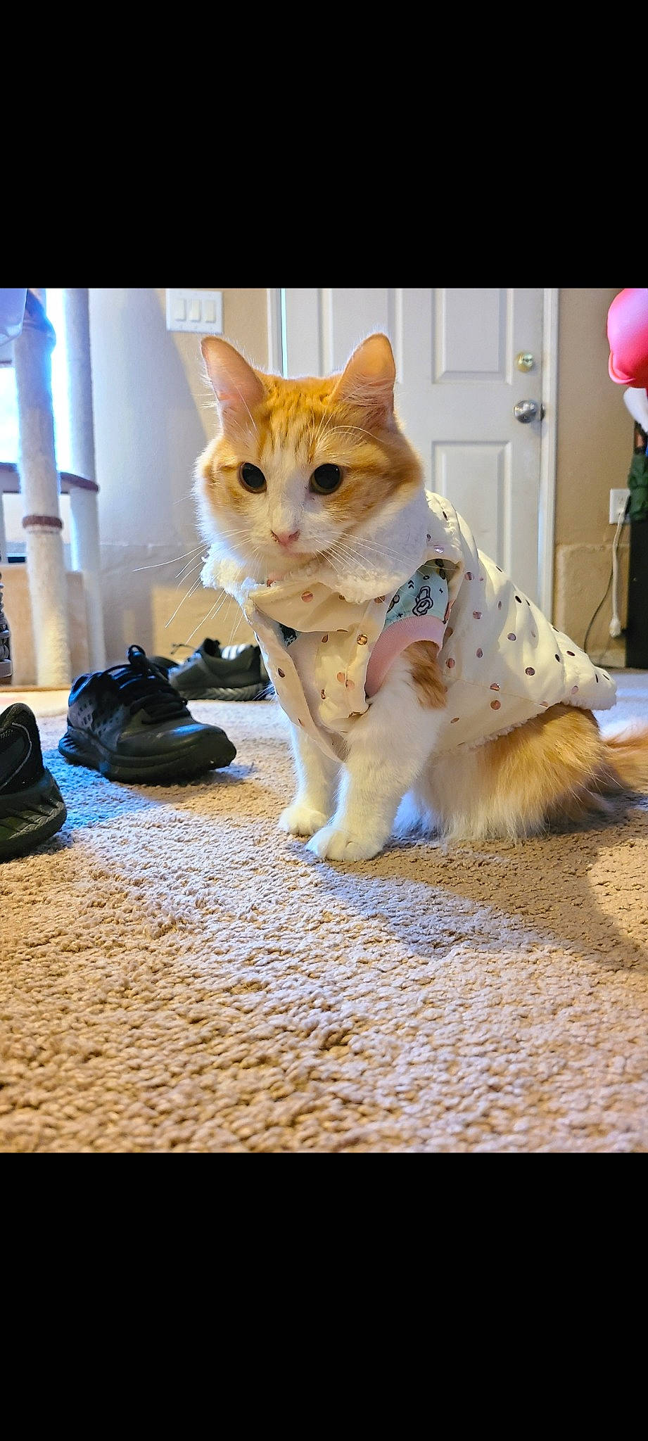 Hayley joined the competition — help win amazing prizes! backpack, bag, balloon, carnivore, cat, companion_dog, domestic_short_haired_cat, fawn, felidae, flooring, fur, human_leg, luggage_and_bags, paw, sitting, small_to_medium_sized_cats, snout, tail, whiskers, wood