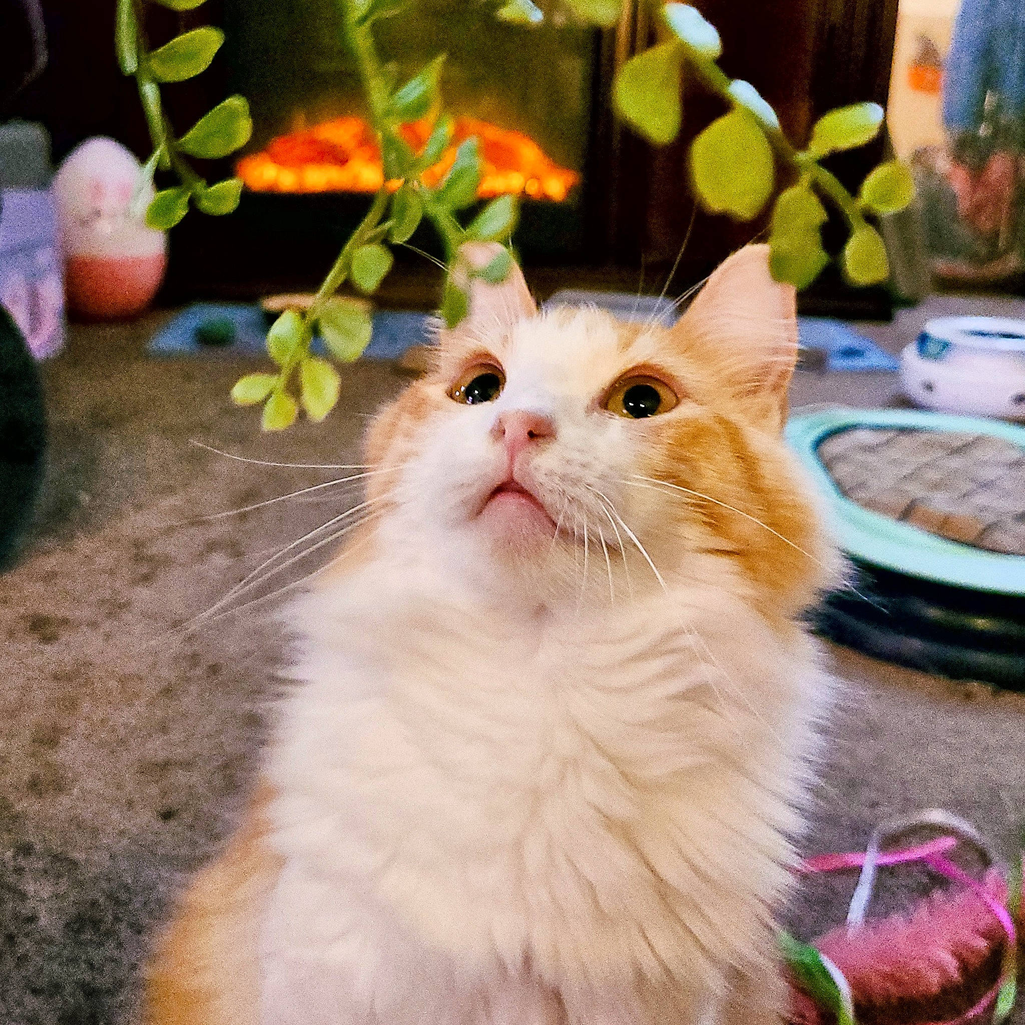 Hayley joined the competition — help win amazing prizes! carnivore, cat, domestic_short_haired_cat, fawn, felidae, flowerpot, fur, grass, herb, houseplant, paw, plant, small_to_medium_sized_cats, tail, whiskers, window, wood