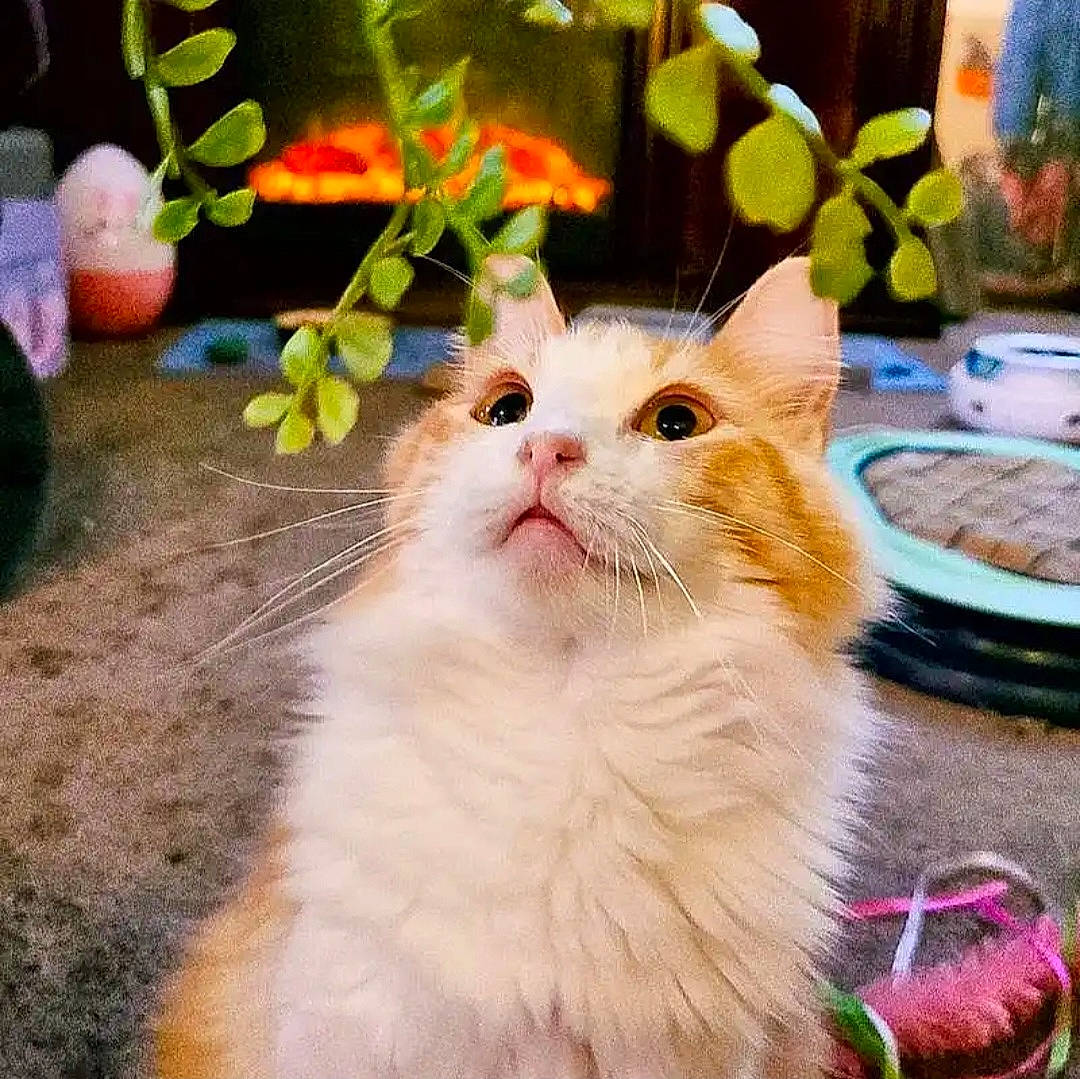 Hayley is registered to the contest to win money with this photo: art, carnivore, cat, domestic_short_haired_cat, fawn, felidae, fur, grass, herb, paw, petal, plant, small_to_medium_sized_cats, snout, tail, whiskers, window