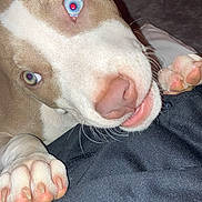 Cleo is registered to the contest to win money with this photo: dog, puppy, blue_eyes, pink_nose, paws, chewing, playful, indoor, close_up, brown_and_white, pet, animal, cute, young_dog, fur, canine, expression, snout, whiskers, lying_down