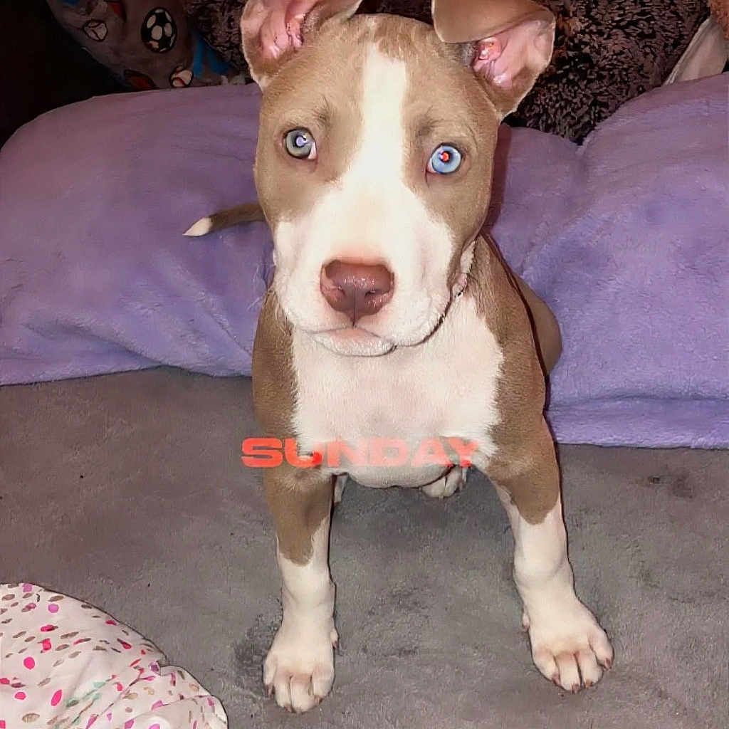 Cleo joined the competition — help win amazing prizes! puppy, dog, blue_eyes, bed, blanket, indoor, curious, pet, animal, cozy, fur, ears, cute, young, domestic_animal, looking, front_view, snout, paws, resting_place