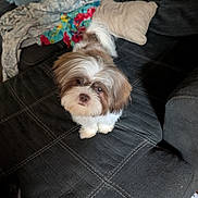Maverick is registered to the contest to win money with this photo: dog, puppy, fluffy, brown, white, couch, blanket, pillow, indoor, pet, fur, small_dog, looking_up, cute, home, cozy, seating, living_room, domestic_animal, animal