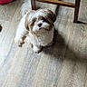 Maverick joined the competition — help win amazing prizes! dog, small_dog, fluffy, white_fur, brown_fur, wooden_floor, chair, indoor, pet, toy, curious, looking_up, cute, companion, animal, flooring, furniture, playful, domestic, household