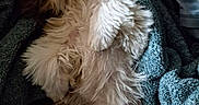 Maverick joined the competition — help win amazing prizes! dog, fluffy, lying_down, blanket, blue_blanket, tongue_out, relaxed, pet, fur, cute, indoor, resting, cozy, animal, sleepy, white_fur, brown_fur, paw, small_dog, companion