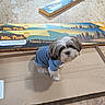 Maverick is registered to the contest to win money with this photo: dog, puppy, striped_shirt, cardboard, floor, wooden_floor, packaging, box, indoor, pet, fur, small_dog, curious, sitting, looking_up, blue, brown, white, cute, animal