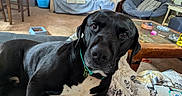 Rubble is registered to the contest to win money with this photo: dog, black_dog, pet, indoor, living_room, couch, quilt, carpet, coffee_table, food_bowl, papasan_chair, blanket, furniture, collar, curious, closeup, face, brown_eyes, home, relaxed