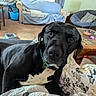 dog, black_dog, pet, indoor, living_room, couch, quilt, carpet, coffee_table, food_bowl, papasan_chair, blanket, furniture, collar, curious, closeup, face, brown_eyes, home, relaxed