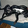 Rubble joined the competition — help win amazing prizes! dog, black_dog, sleeping, couch, pet, relaxed, indoor, furniture, white_patch, paw, resting, canine, animal, nap, comfort, domestic, cozy, fur, lying_down, household