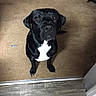 Rubble joined the competition — help win amazing prizes! dog, black_dog, white_chest, carpet, indoor, pet, looking_up, flooring, wood_floor, canine, animal, sitting, domestic, house, furniture, companion, cute, waiting, portrait, floor