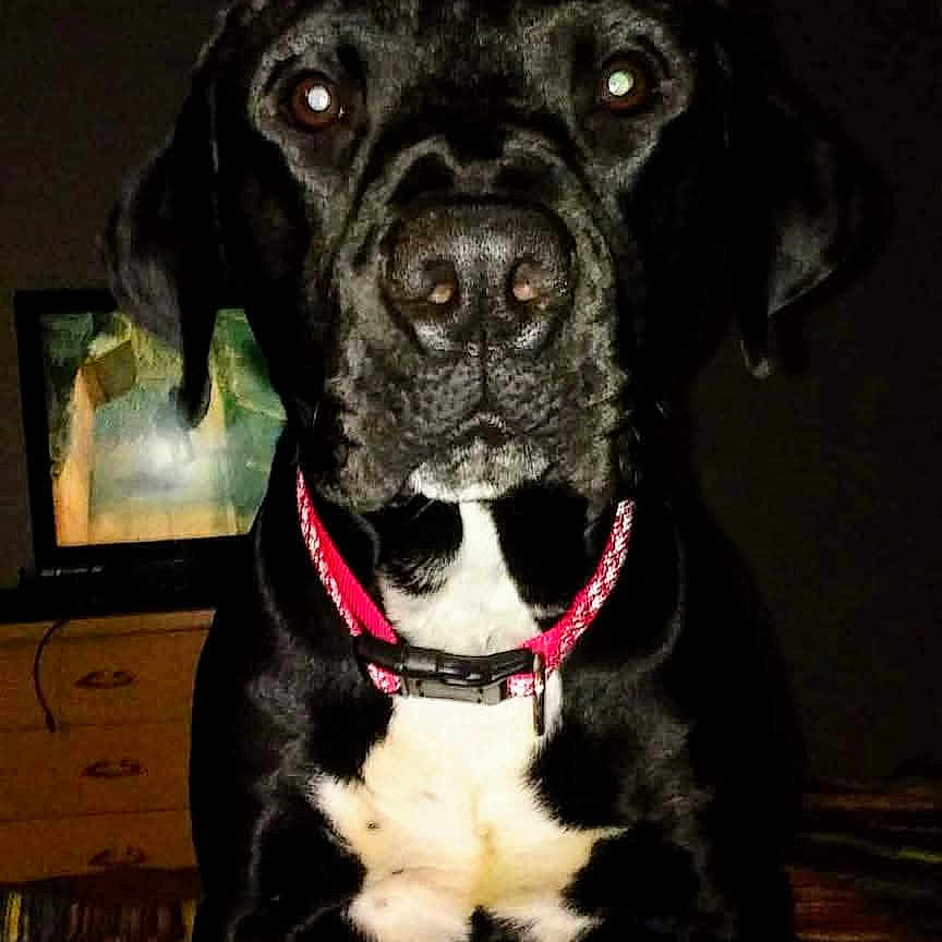Rubble joined the competition — help win amazing prizes! dog, black_dog, pet, collar, indoor, bed, blanket, furniture, animal, portrait, flash, reflection, canine, domestic_animal, sitting, attention, muzzle, ears, eyes, night
