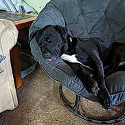 Rubble joined the competition — help win amazing prizes! dog, black_dog, sleeping, papasan_chair, indoor, carpet, armchair, wooden_table, tongue_out, resting, pet, cozy, furniture, relaxing, white_patch, canine, home, comfort, nap, living_room
