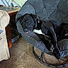 dog, black_dog, sleeping, papasan_chair, indoor, carpet, armchair, wooden_table, tongue_out, resting, pet, cozy, furniture, relaxing, white_patch, canine, home, comfort, nap, living_room