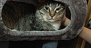 Oscar is registered to the contest to win money with this photo: animal, carpet, cat, cat_condo, cozy, curious, domestic, feline, fur, furniture, hand, home, indoor, looking, pet, plush, relaxed, resting, support, tabby_cat