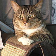 Oscar is registered to the contest to win money with this photo: cat, tabby, scratching_post, paws, indoor, pet, feline, relaxed, closeup, fur, whiskers, yellow_eyes, animal, domestic, cute, portrait, resting, cozy, household, curtains