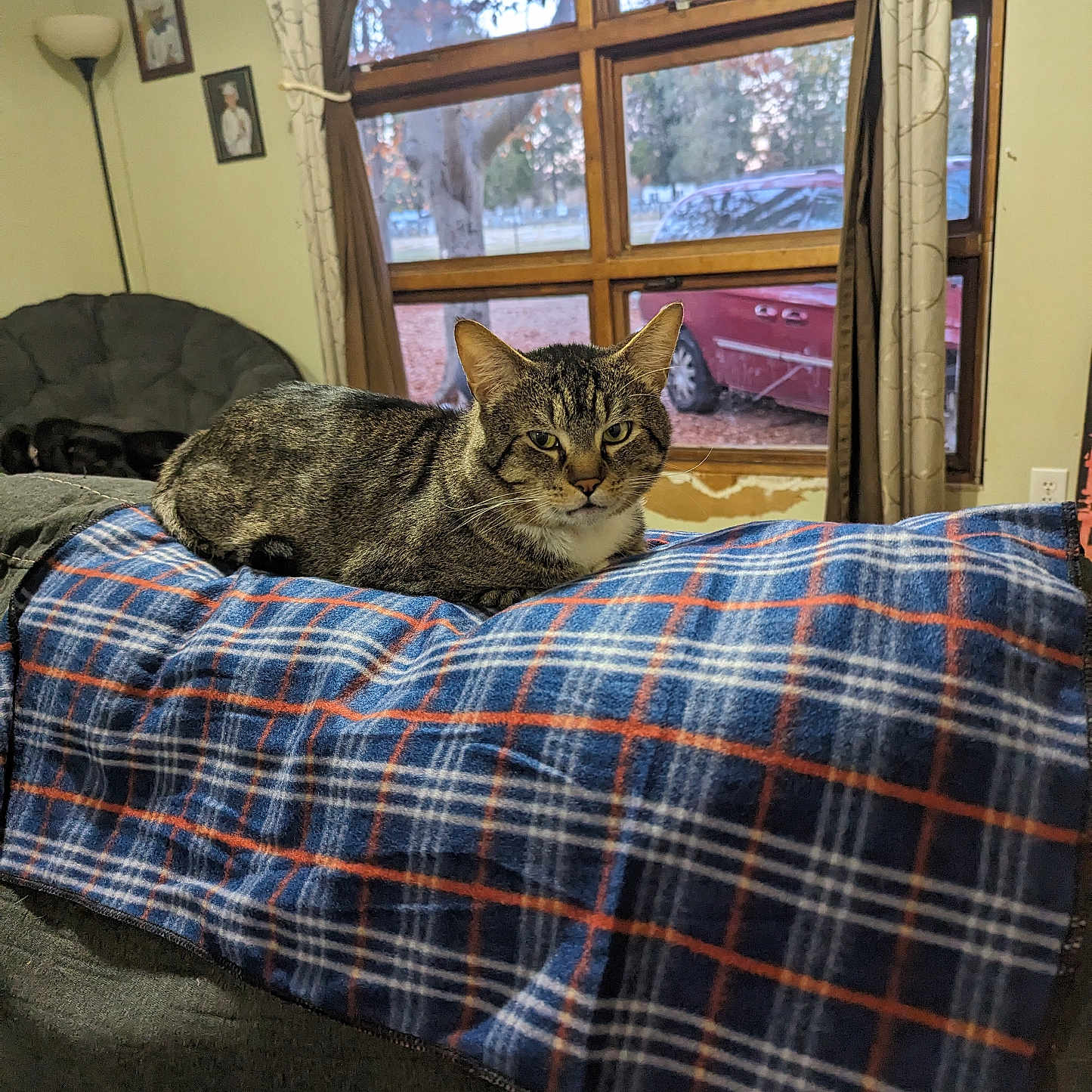 Oscar joined the competition — help win amazing prizes! cat, tabby_cat, blanket, plaid, couch, living_room, window, curtains, car, tree, indoor, pet, feline, resting, fur, animal, comfort, home, furniture, daylight