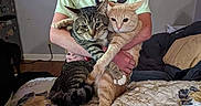 Oscar joined the competition — help win amazing prizes! cat, tabby_cat, orange_cat, person, bed, blanket, indoor, furniture, holding, pet, animal, cute, domestic_animal, comfort, resting, cozy, fur, paws, arms, home