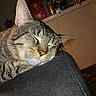Oscar is registered to the contest to win money with this photo: cat, tabby, sleeping, indoor, pet, closeup, fur, whiskers, relaxed, resting, cozy, animal, mammal, domestic, cute, face, ears, nostrils, background, fabric